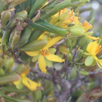 Ochna obtusata DC.